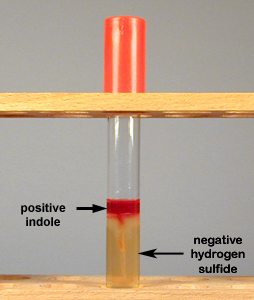 Photograph of a tube of SIM medium showing production of indole but no hydrogen sulfide production.